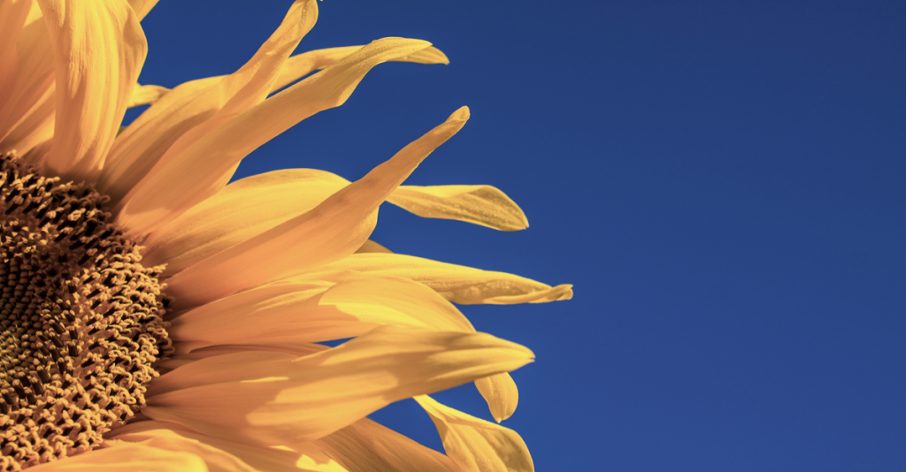A responsive image
